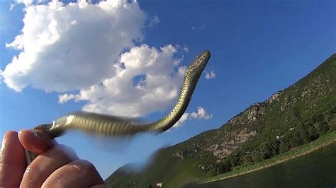 Water Snake Ohrid Lake Macedonia Youtube