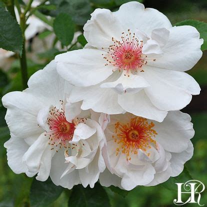 Water regularly and deadhead to promote continual. Jacqueline du Pré Rose - English Legend - Exceptionally ...