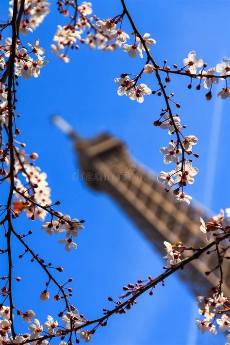 Blue Spring Blossom Eiffel Stock Image Image Of Culture 65819469
