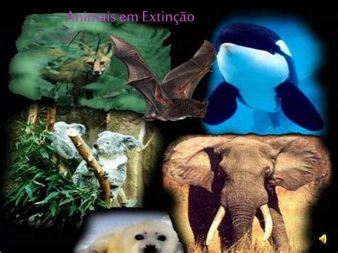 PPT Animais em Extinção PowerPoint Presentation free download ID