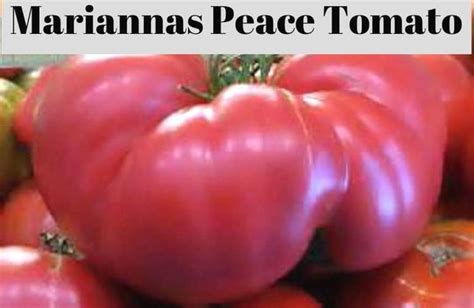 Mariannas Peace Tomato Seeds