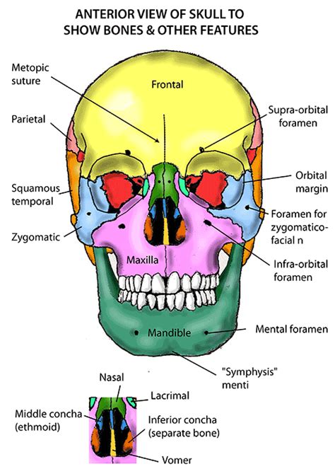 Instant Anatomy Head And Neck Areasorgans Skull Anterior View