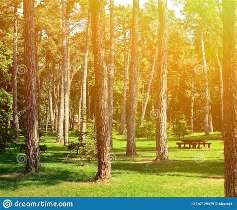 Beautiful Scenery Of Green Forest With Picnic Table And Cottage Stock