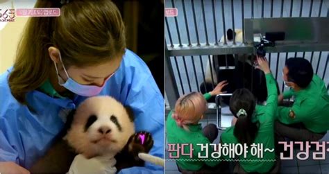 Blackpink Sparks Outrage In China After Handling Baby Pandas