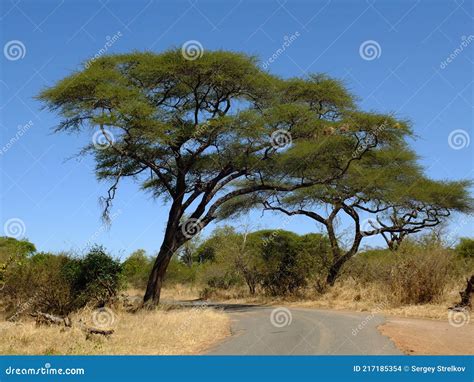 The Acacia Tree In Livingstone Zimbabwe Stock Photo Image Of