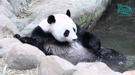 River Safari Panda Mating Behaviours Youtube