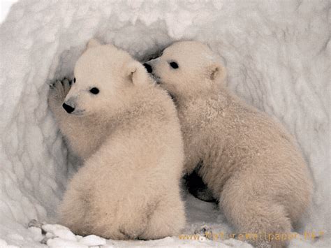 Animals World Cute Polar Bear
