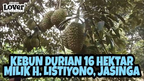 Kebun Durian Hektar Milik H Listiono Di Jasinga Hectare Of H