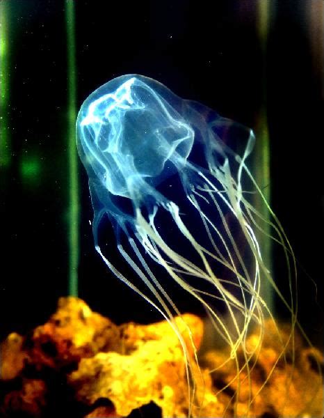 Deadly Jellyfish Box Jellyfish Chironex Fleckeri