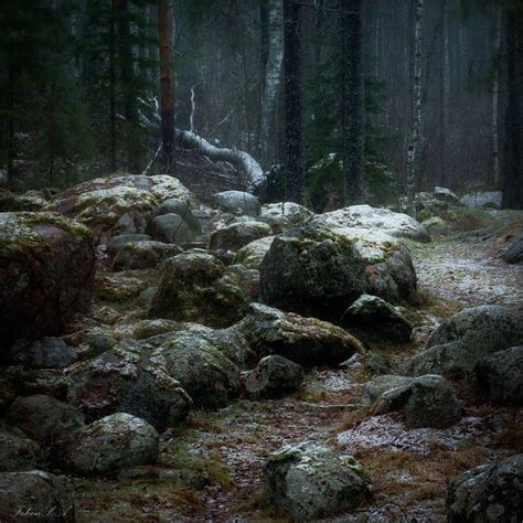 In The Gloomy Forest Beautiful Landscape Images Haunted Forest