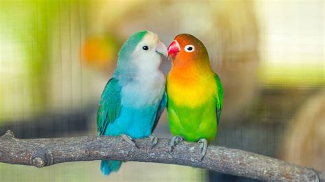 Can You House Budgiesparakeets With Lovebirds Bechewy