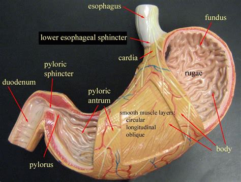 Human 15 Times Gastric Anatomy Model Abdominal Organ Muscle