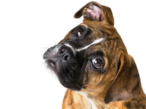 Wallpapers Boxer Dog Wallpapers