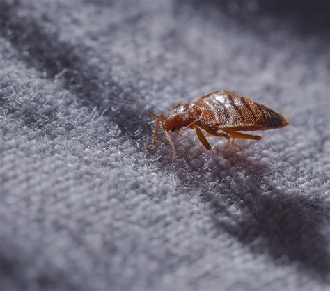 Here Are The Most Bed Bug Infested Cities In The Us Bed Bug Spray