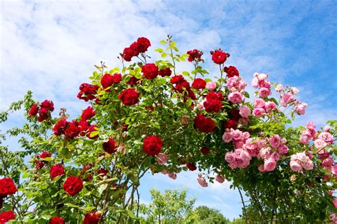 7 Best Climbing Roses For Garden Shade Uk