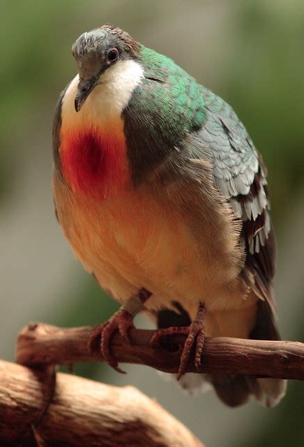 Maybe you would like to learn more about one of these? Luzon Bleeding Heart Dove | Flickr - Photo Sharing!