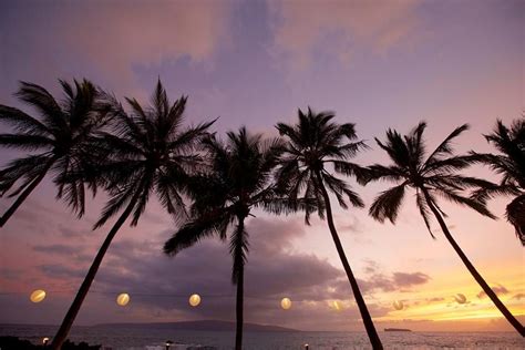 Maui Sunset And A Row Of Palm Trees During A Beautiful Outdoor Destination Wedding Maui Hawaii