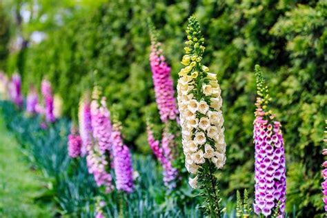 Maybe you would like to learn more about one of these? 13 Flowering Plants Rabbits Will Leave Alone | Gardener's Path