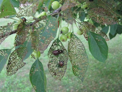 Japanese Beetle Damage Extensive In 2017