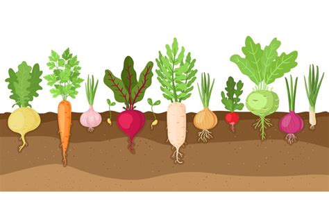 Planted Vegetables Cartoon Root Growing Vegetables Veggies
