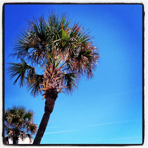 Palm Trees Myrtle Beach Sc Love Playing With Pictures