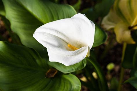 Close Up Of Flowering Calla Lily Zantedeschia Aethiopica California