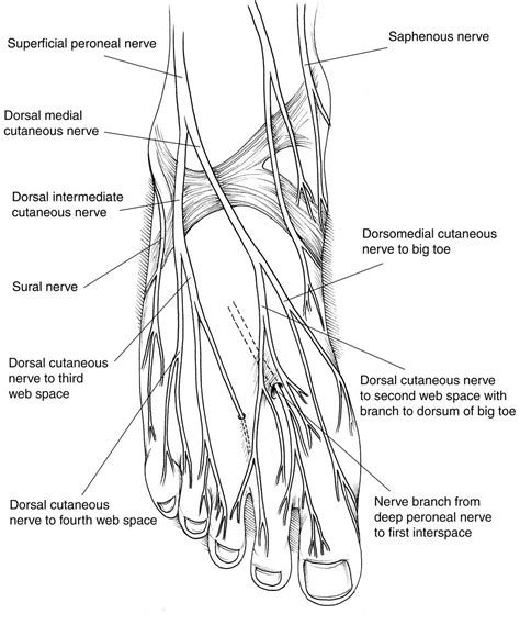 Nerve And Tendons Of The Foot And Ankle With Images Foot Anatomy