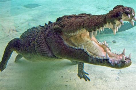 Saltwater Crocodile Guide Diet And Where They Live In The Wild