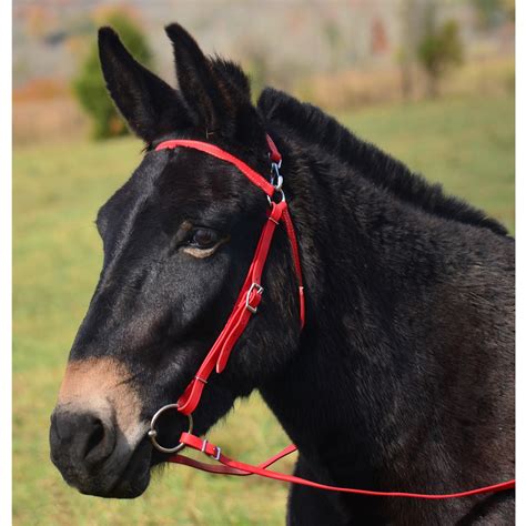Mule Bridle Made from Beta Biothane at Two Horse Tack
