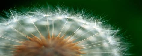 For Dual Monitors Dandelion Nature Wallpaper Download Free Pictures