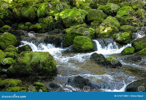 Forest Stream Over Green Mossy Rocks Stock Photo Image Of Mossy