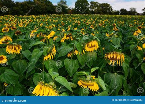 Droopy Dying Sunflowers Wilting Leaves Stock Image Image Of Outdoor