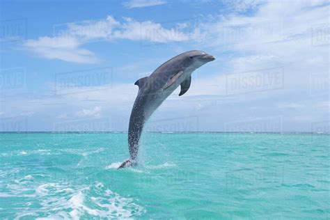 Common Bottlenose Dolphin Jumping Out Of Water Caribbean