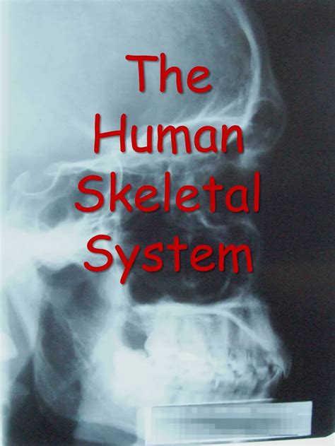 Ppt The Human Skeletal System Powerpoint Presentation Free Download