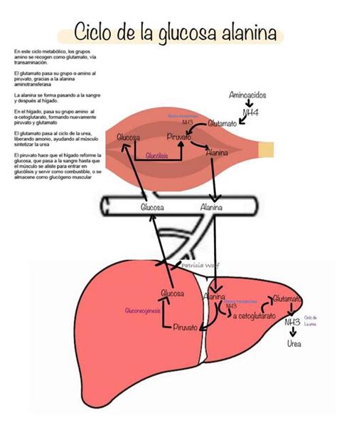 Ciclo De La Glucosa Alanina Y Ciclo De Cori Patricia Wolf Udocz