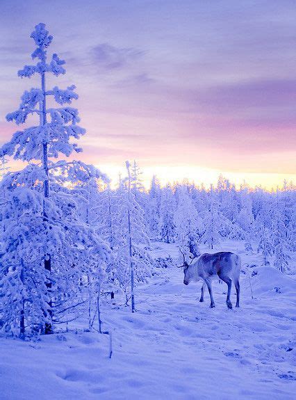 Another Beautiful Photo Of Lapland Snow Covered Trees And A Reindeer