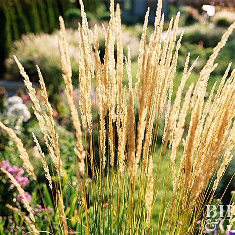 Check spelling or type a new query. Top Ornamental Grasses - Landscaping in Claremont