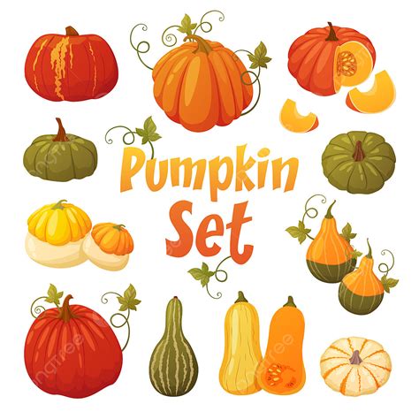 Autumn Collection Of Colorful Pumpkin Set Of Different Types Shapes And
