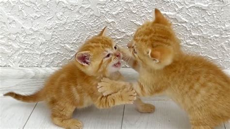Kittens Fighting Mother Cat Punishes Her Kittens Youtube
