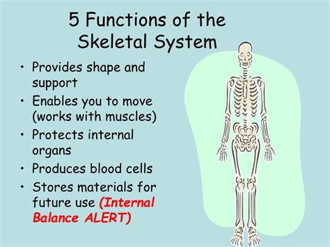 Skeletal System Function