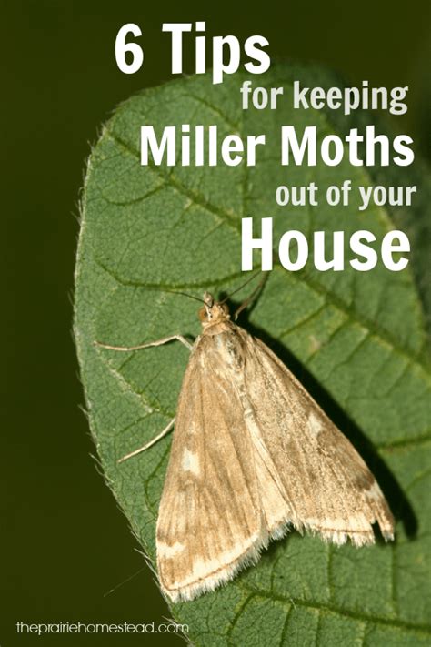 6 Ways To Keep Miller Moths Out Of Your House • The Prairie Homestead