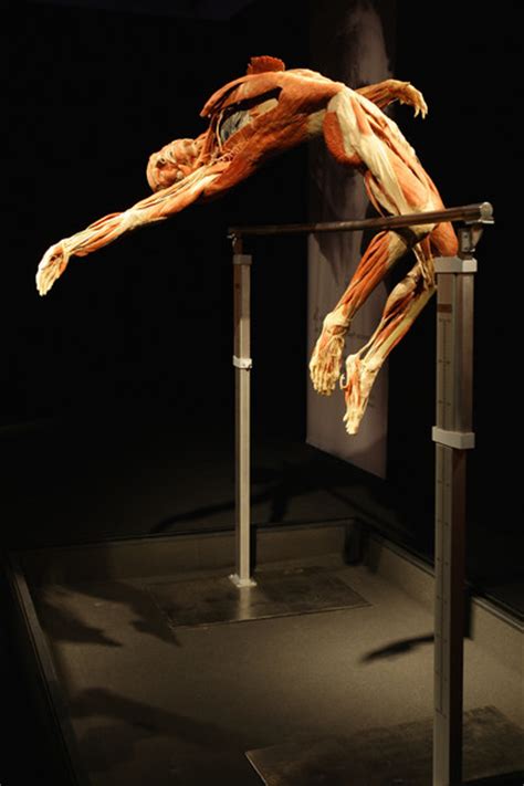 Body Worlds Exhibit Tour From A Fresh Perspective