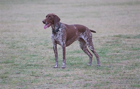 German Shorthaired Pointer Dog Breed Info Dog House Times