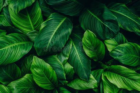 Green Leaf Texture Nature Background Stock Photo Image Of Green
