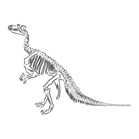 Cráneo De Dinosaurio Dibujo De Vector De Esqueleto De Dinosaurio T Rex