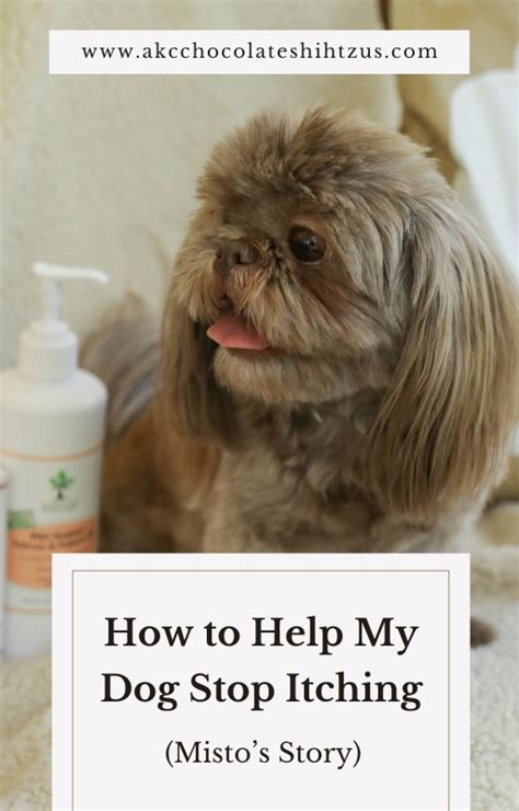 How To Stop My Dog From Itching Our Favorite Natural Remedies For