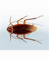 Images of Large Cockroach