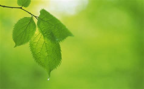 Fresh Green Leaves Theme Desktop Wallpapers 17 2560x1600 Download