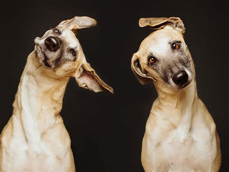 Delightfully Expressive Portraits Of Dogs By Elke Vogelsang Demilked