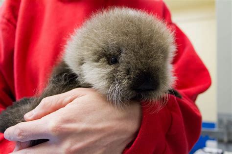 Alaska Sealife Center Rehabs Baby Otter For New Home At Vancouver
